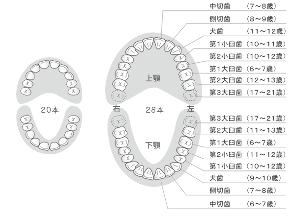 歯の生える時期